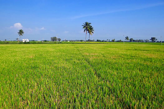 Image by Bishnu Sarangi from Pixabay